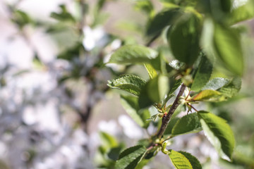 Spring cherry blossom in the garden. Gardening and farm trees. white flowers Stock background, photo