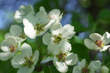 Spring cherry blossom in the garden. Gardening and farm trees. white flowers Stock background, photo
