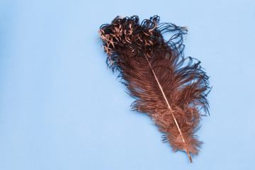 Beautiful big ostrich feather on blue background