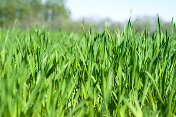 Sprouted wheat or other grains. The future harvest of bread. Grass in the field. Stock background, photo