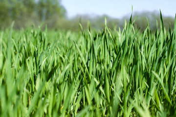 Sprouted wheat or other grains. The future harvest of bread. Grass in the field. Stock background, photo