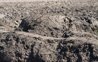 Landscape with agricultural land, in slope, recently plowed and prepared for the crop, with a plantation. summer field. Stock background, photo