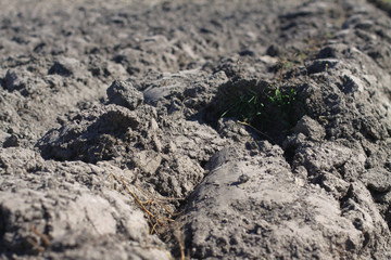 Landscape with agricultural land, in slope, recently plowed and prepared for the crop, with a plantation. summer field. Stock background, photo
