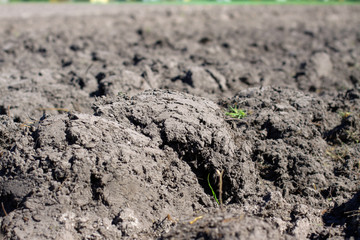 Landscape with agricultural land, in slope, recently plowed and prepared for the crop, with a plantation. summer field. Stock background, photo