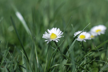 Beautiful white daisies on a spring meadow. Macro seed in summer. Nature with her fries stock background, photo