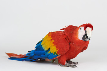 Colorful macaw parrot