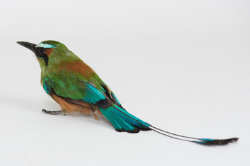 Green motmot bird