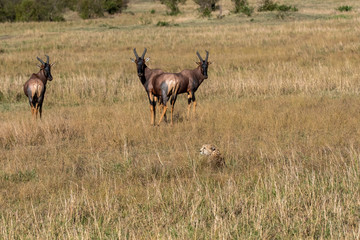 African topis looking at a cheetah relaxing in the grass inside Masai Mara National park during a wildlife safari