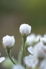 Spring cherry blossom in the garden. Gardening and farm trees. white flowers Stock background, photo