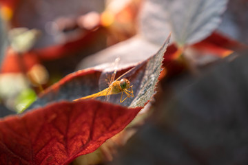 golden dragonfly on green leaf close up