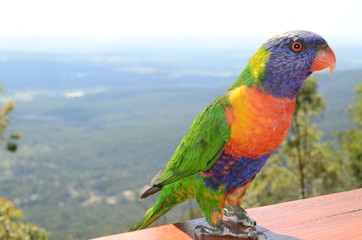 Colorful Bird