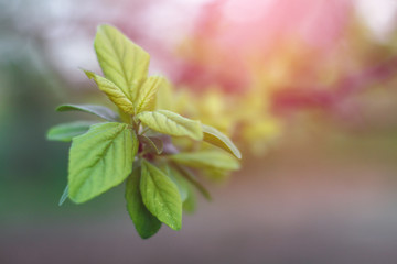 Beautiful April sprout of a tree. Green leaf in the spring. Nature background for design