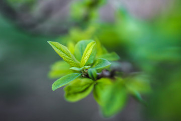 Beautiful April sprout of a tree. Green leaf in the spring. Nature background for design