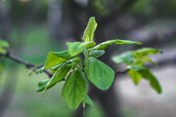 Beautiful April sprout of a tree. Green leaf in the spring. Nature background for design