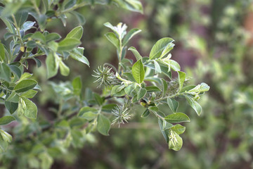 Beautiful April sprout of a tree. Green leaf in the spring. Nature background for design