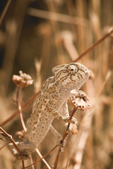 Chamaleon reptile at the beach - Camaleón salvaje 