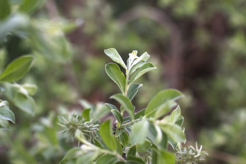 Beautiful April sprout of a tree. Green leaf in the spring. Nature background for design