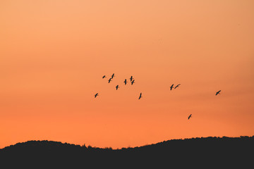 Sunset and birds flying