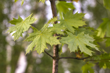 Fototapeta premium Beautiful April sprout of a tree. Green leaf in the spring. Nature background for design