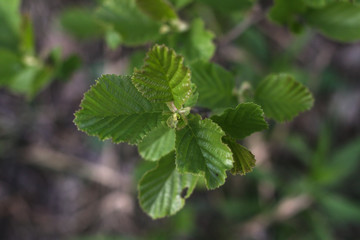 Beautiful April sprout of a tree. Green leaf in the spring. Nature background for design