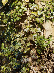 Hedera helix - Arbres support au tronc recouvert de lierre grimpant