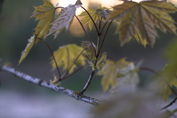 Beautiful April sprout of a tree. Green leaf in the spring. Nature background for design
