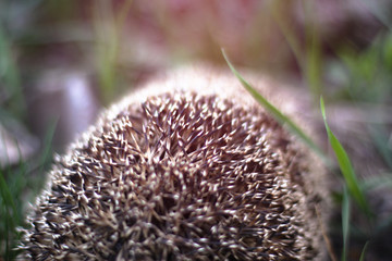 Hedgehog hid in the meadow. Barbed texture.
