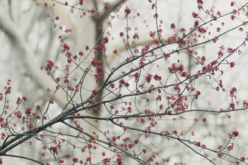 pink flowers on a maple tree branch