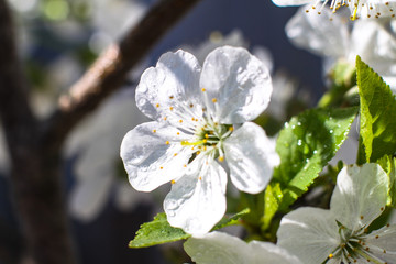 Spring cherry blossom in the garden. Gardening and farm trees. white flowers Stock background, photo