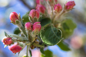 Spring flowering of apple and pear trees in the garden. Gardening and farm trees. white and pink flowers Stock background, photo