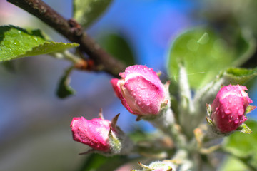 Obraz premium Spring flowering of apple and pear trees in the garden. Gardening and farm trees. white and pink flowers Stock background, photo