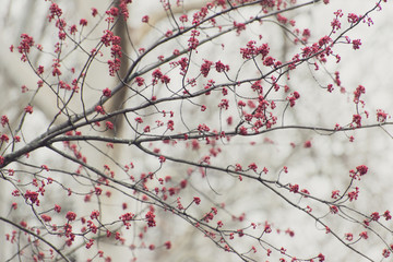 pink flowers on a maple tree branch