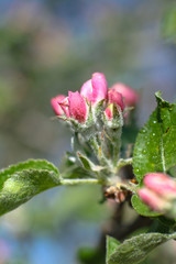 Spring flowering of apple and pear trees in the garden. Gardening and farm trees. white and pink flowers Stock background, photo