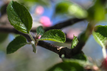 Spring flowering of apple and pear trees in the garden. Gardening and farm trees. white and pink flowers Stock background, photo