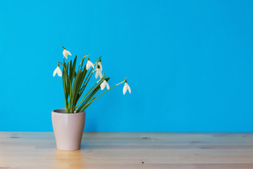 Lovely still life with bouquet of snowdrops