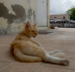 Stray golden cat lying in the street side