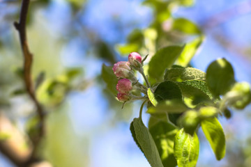 Spring flowering of apple and pear trees in the garden. Gardening and farm trees. white and pink flowers Stock background, photo