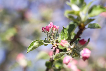 Spring flowering of apple and pear trees in the garden. Gardening and farm trees. white and pink flowers Stock background, photo