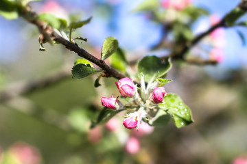 Spring flowering of apple and pear trees in the garden. Gardening and farm trees. white and pink flowers Stock background, photo