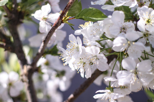 Spring cherry blossom in the garden. Gardening and farm trees. white flowers Stock background, photo
