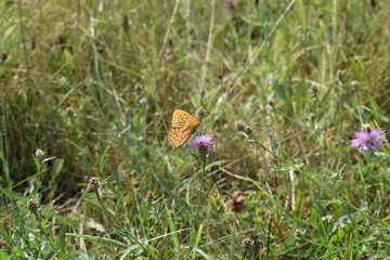 park, outdoor, water, grass, wild ducks, butterfly