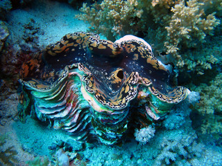 Amazing underwater world - Red Sea, Egypt.