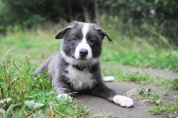 Little cute puppy on the lawn