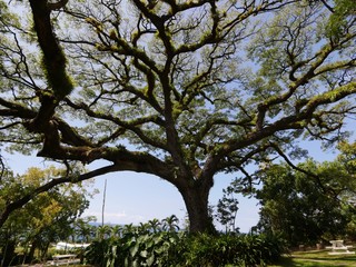 Upward shot of the old saman tree estimated to be 400 years old at St Kitts, West Indies