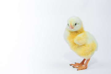 Little yellow chicken on white background