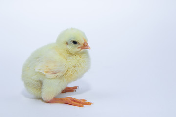 Little yellow chicken on white background