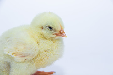 Little yellow chicken on white background