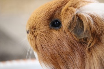 Guinea Pig 