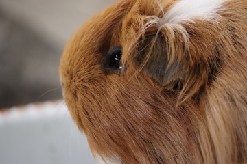 Guinea pig close up
