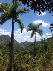 Fototapeta na wymiar Palmendschungel